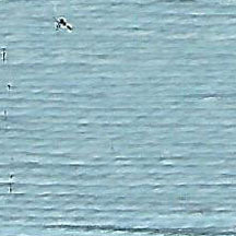 Load image into Gallery viewer, Essentials (600-699)